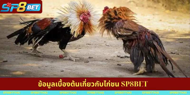 ข้อมูลเบื้องต้นเกี่ยวกับไก่ชน-SP8BET