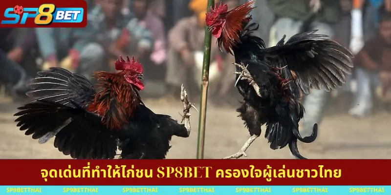 จุดเด่นที่ทำให้ไก่ชน SP8BET ครองใจผู้เล่นชาวไทย